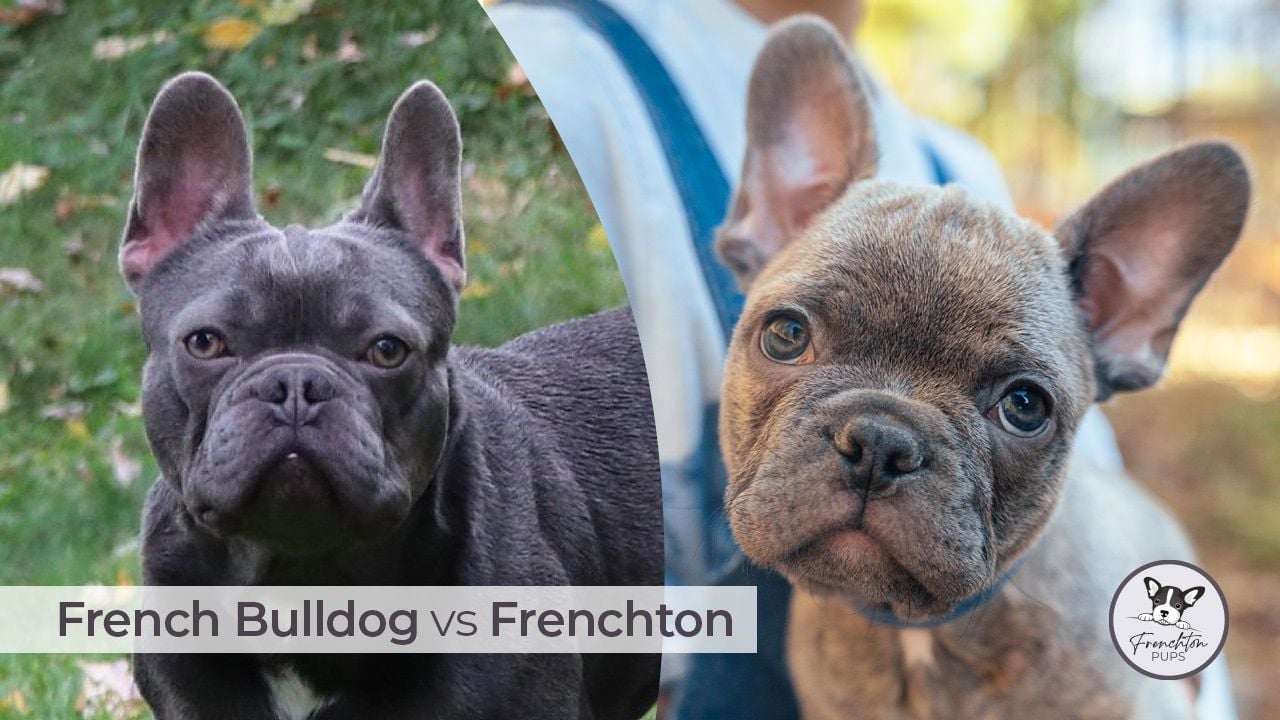 French Bulldog vs Frenchton