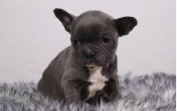 Male Frenchton Pup - Phil