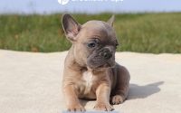 Female Frenchton Pup - Carol