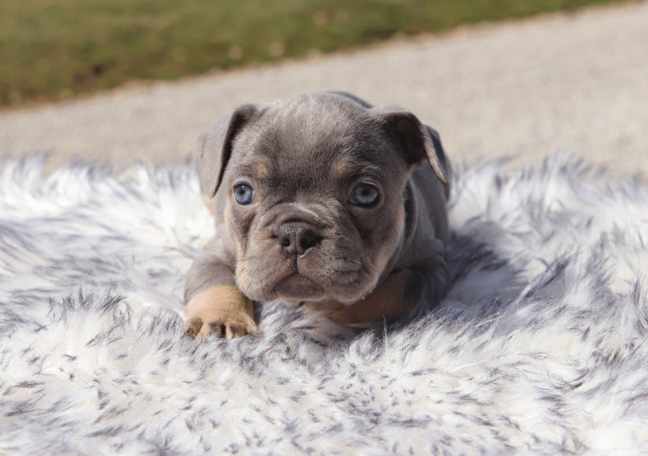 Male Frenchton Pup - Benjamin