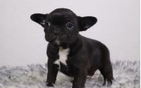 Male Frenchton Pup - Bob