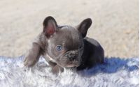 Male Frenchton Pup - Jingle
