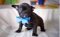 Frenchton - Bob