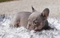 Male Frenchton Pup - Daniel