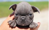 Male Frenchton Pup - Northrop