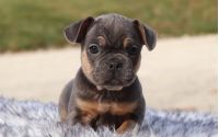 Female Frenchton Pup - Twinkle