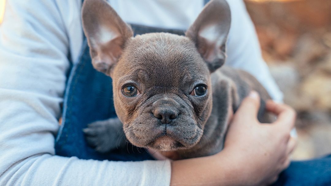 Frenchton Potty Training Guide