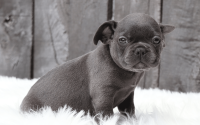 Male Frenchton Pup - Samuel