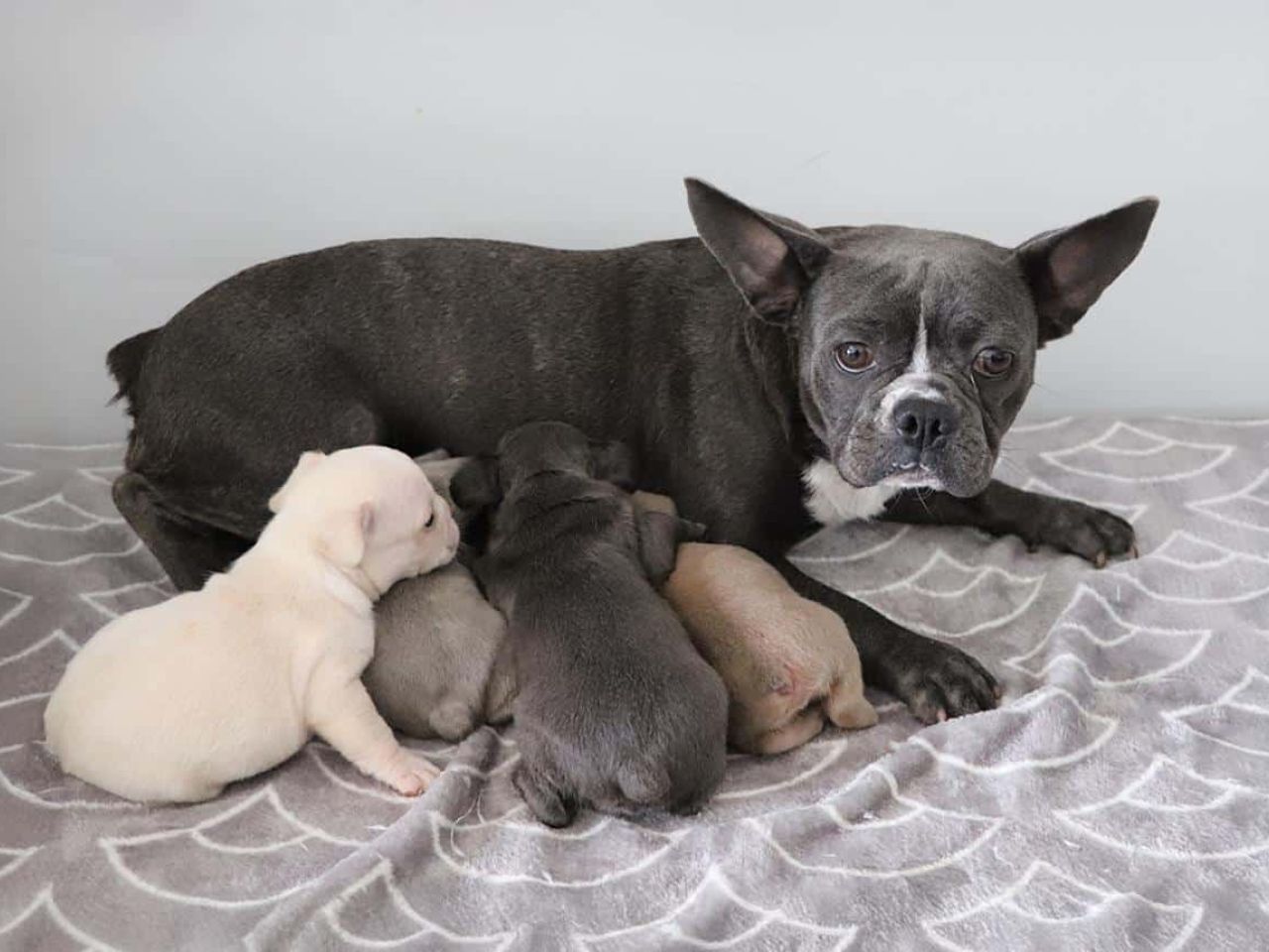 F1b Frenchton Puppies for Adoption - Born July 22, 2025