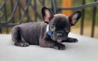 Frenchton Beignet