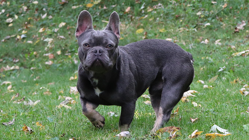 Male French Bull Dog