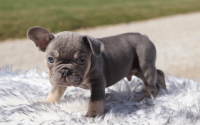 Male Frenchton Pup - Adam