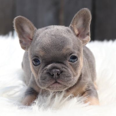 Female Frenchton Pup - Eleanor