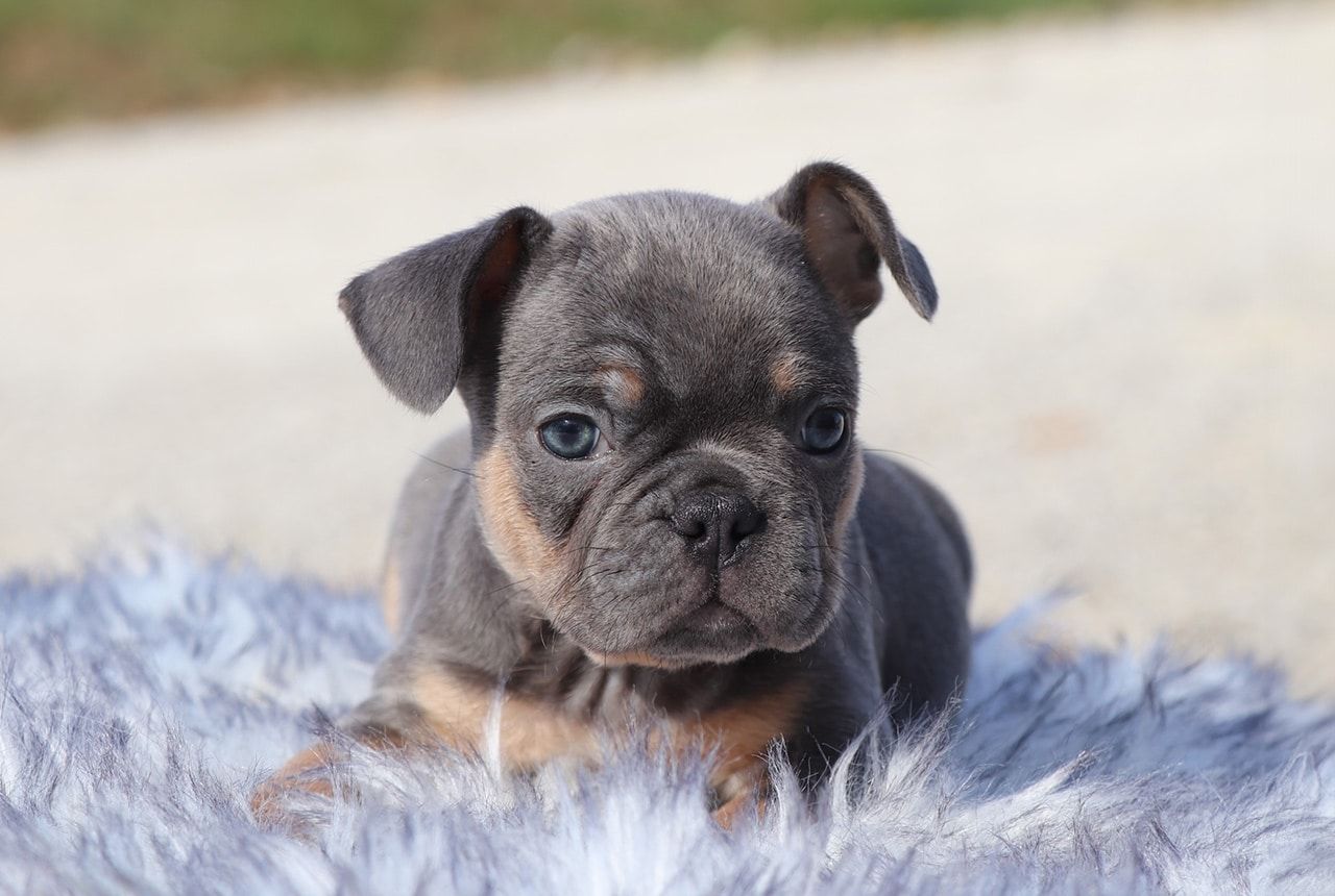 Male Frenchton Pup - Prancer