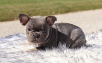 Female Frenchton Pup - Milly