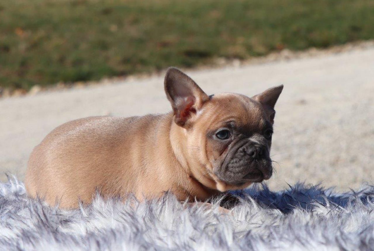 Female Frenchton Pup - Snowdrop