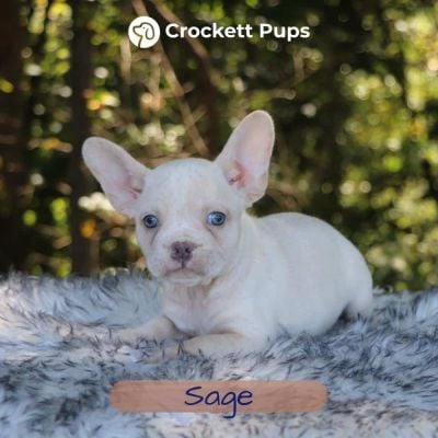 Male Frenchton Pup - Sage