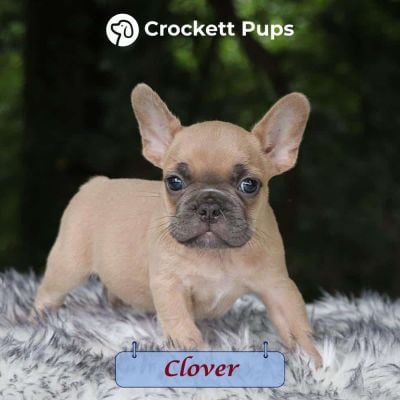 Male Frenchton Pup - Clover