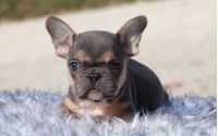 Male Frenchton Pup - Dasher