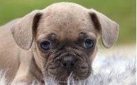 Male Frenchton Pup - Hancock