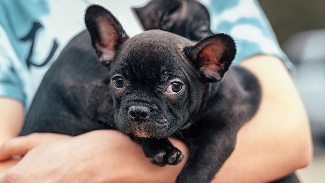 Frenchton Grooming Tips