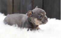 Male Frenchton Pup - Philip