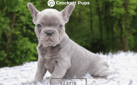 Female Frenchton Pup - Fleur