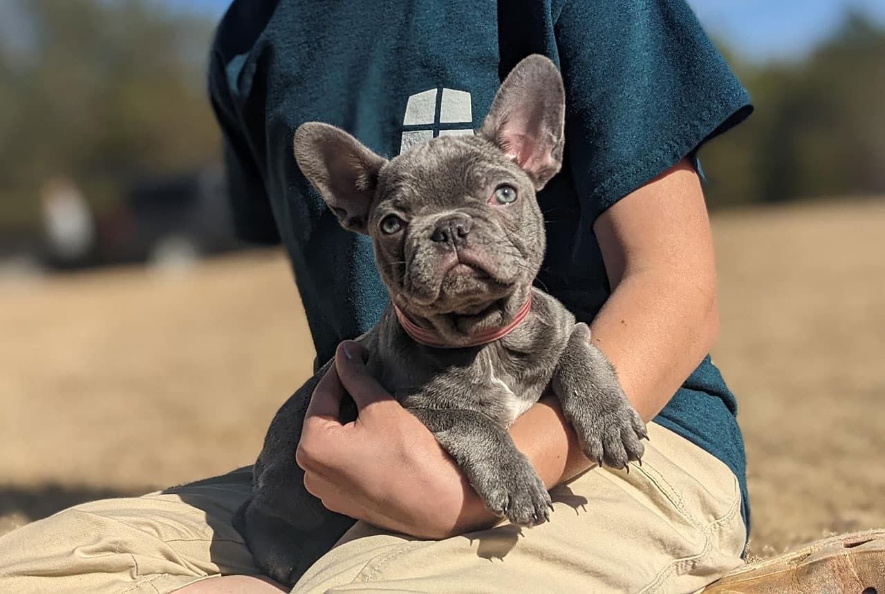 Frenchton Holly