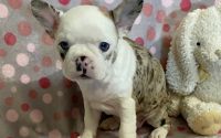 Female Frenchton Pup - Sapphire