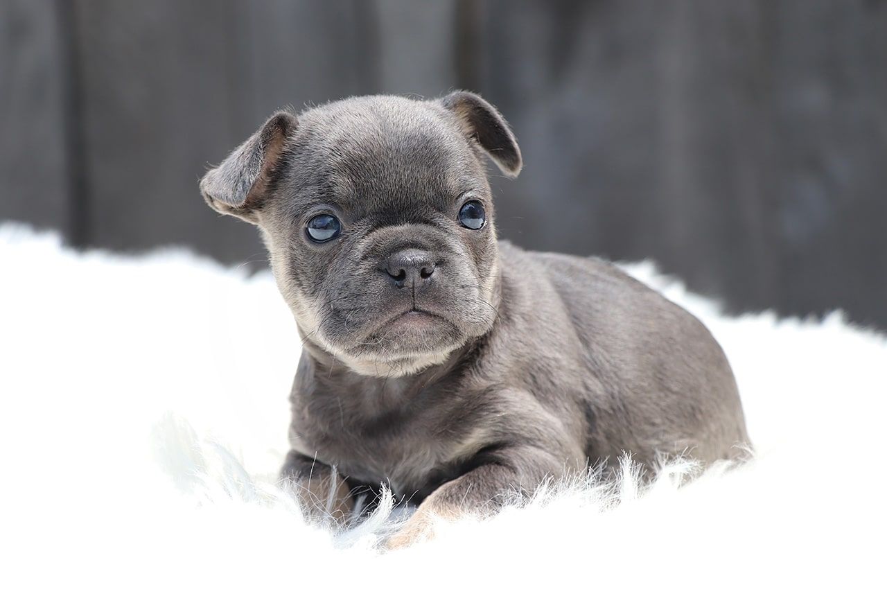 Male Frenchton Pup - Francis