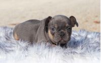 Male Frenchton Pup - Prancer