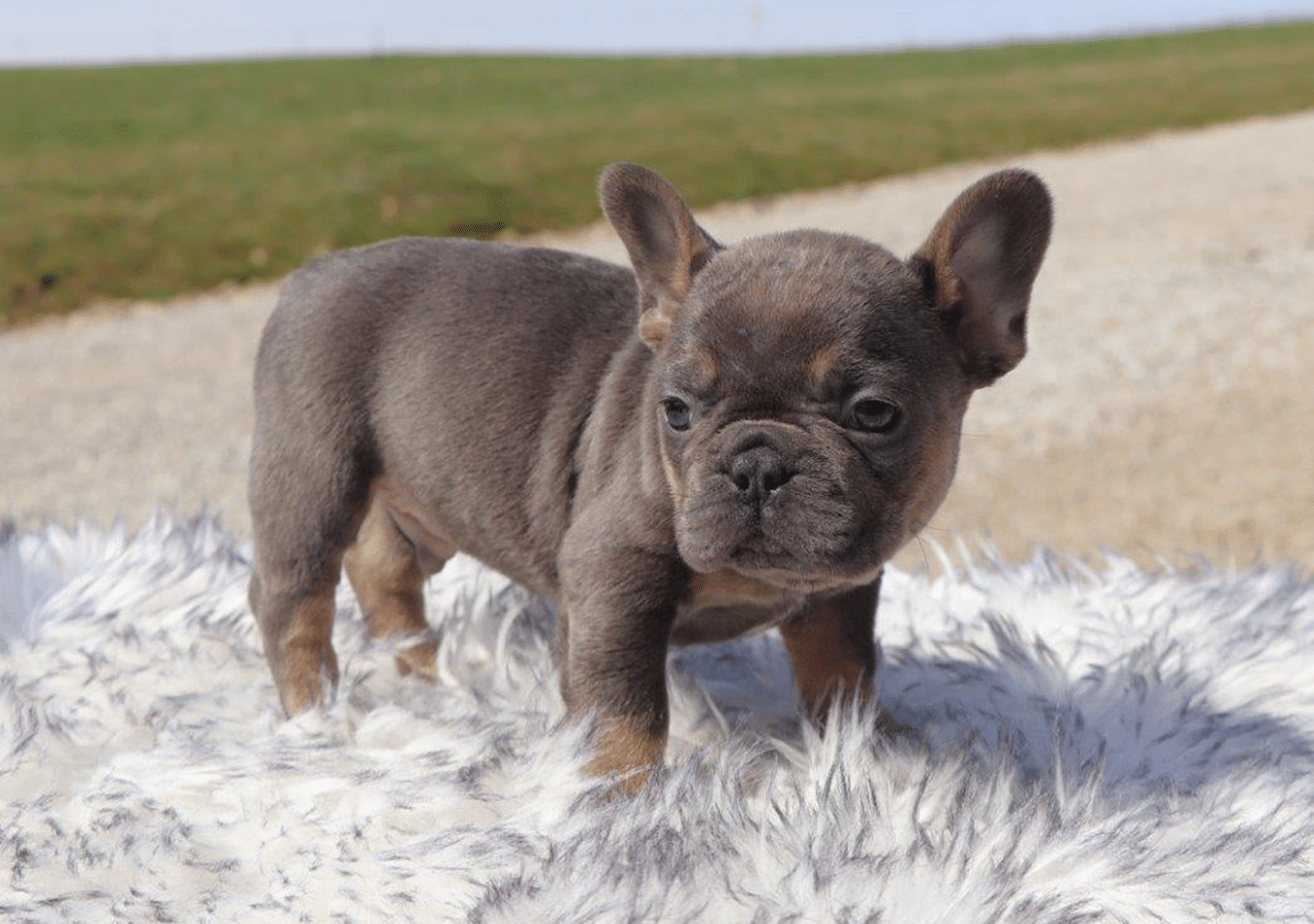 Male Frenchton Pup - Frank