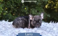 Male Frenchton Pup - Larry