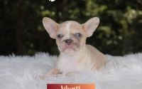 Male Frenchton Pup - Wyatt