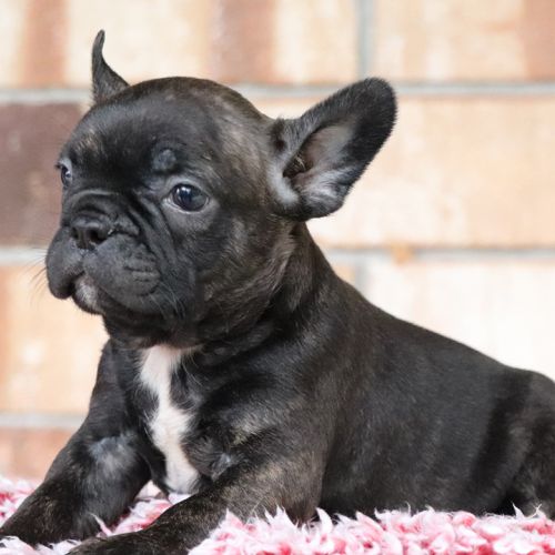 6 Week Old Frenchton Puppy