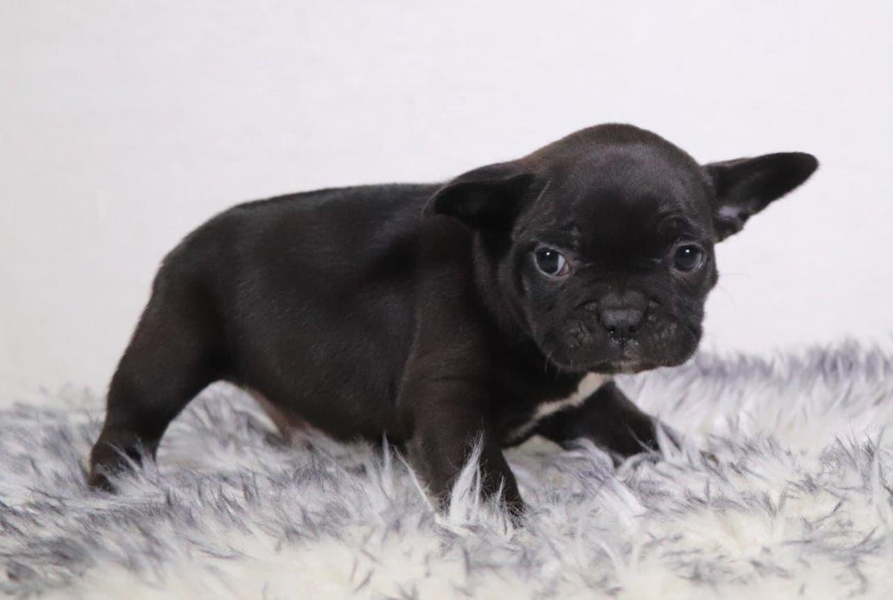 Male Frenchton Pup - Bob