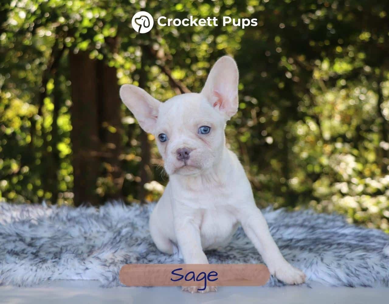 Male Frenchton Pup - Sage