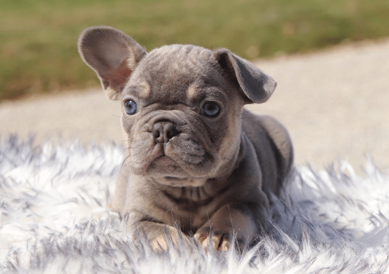 Male Frenchton Pup - Adam
