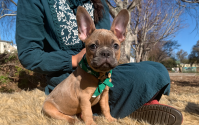 Frenchton puppy Dale