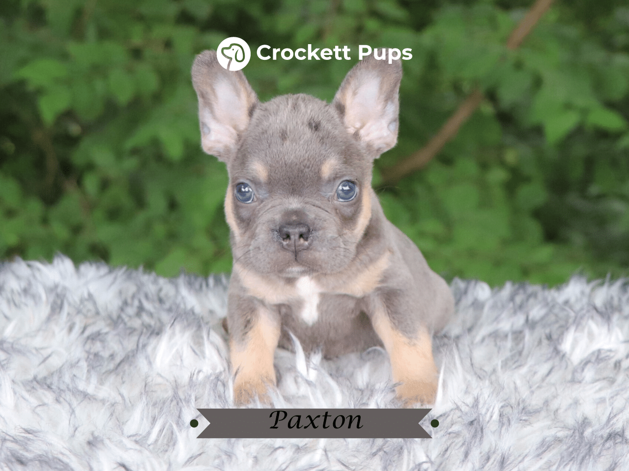 Male Frenchton Pup - Paxton