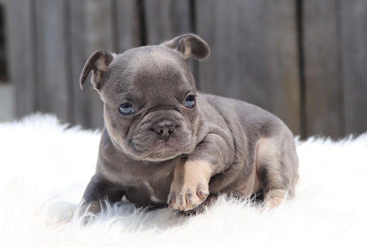 Male Frenchton Pup - Charles