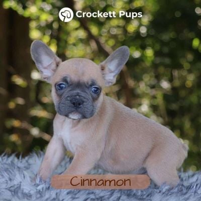 Male Frenchton Pup - Cinnamon