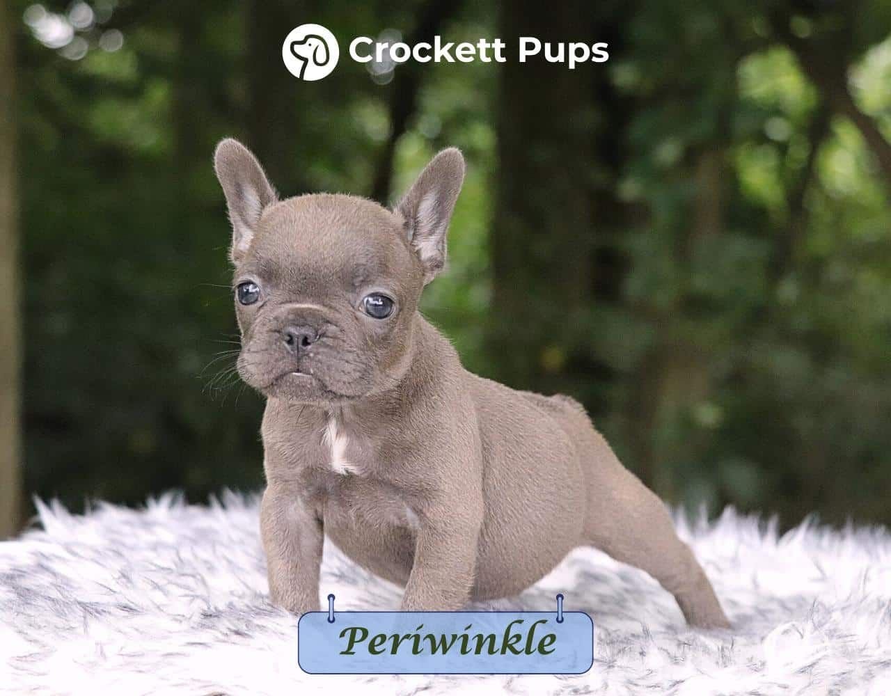 Female Frenchton Pup - Periwinkle
