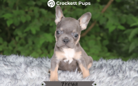 Female Frenchton Pup - Freya
