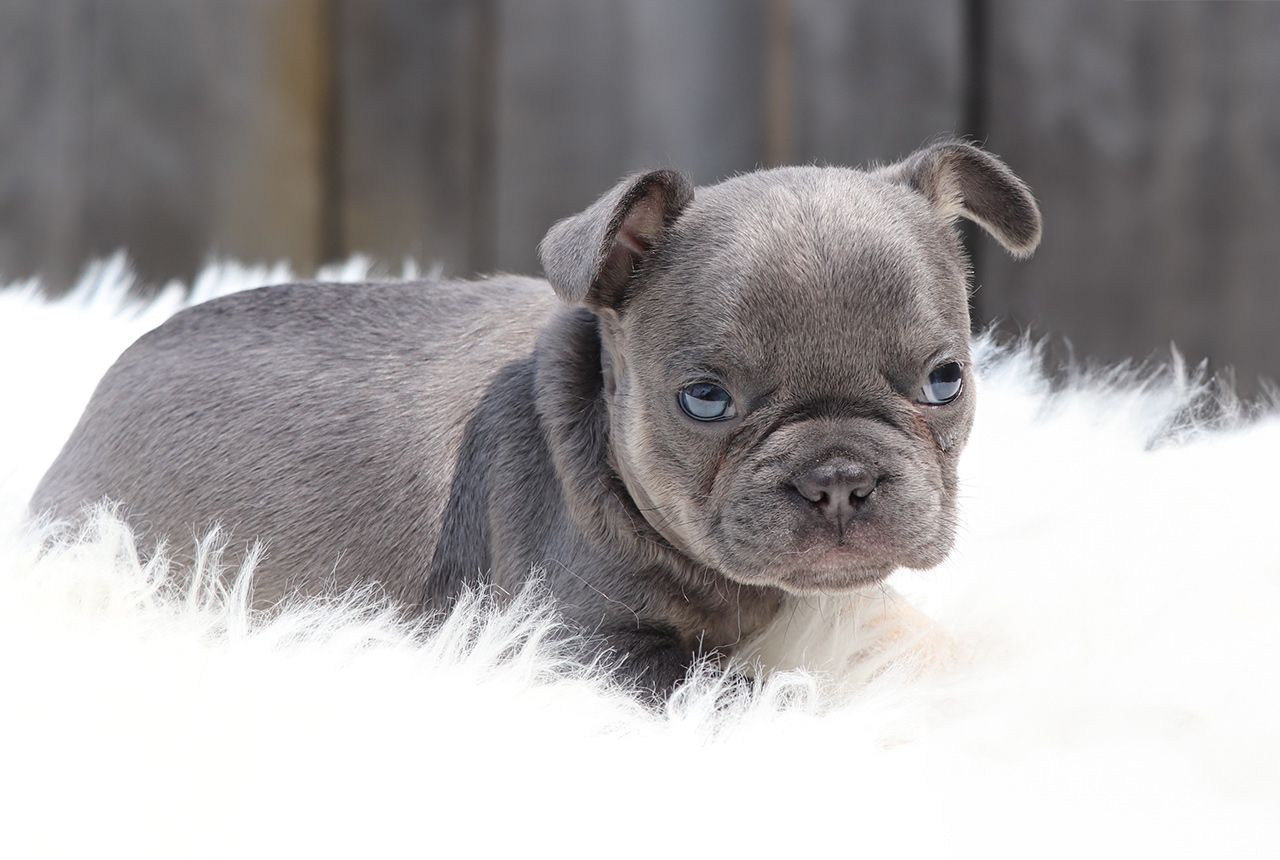 Male Frenchton Pup - Charles