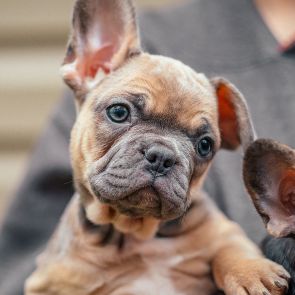 Frenchton Gingerbread with curious face