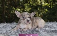 Female Frenchton Pup - Elana