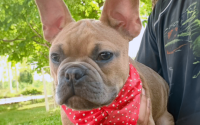 Frenchton Caleb