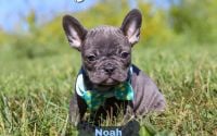 Male Frenchton Pup - Noah