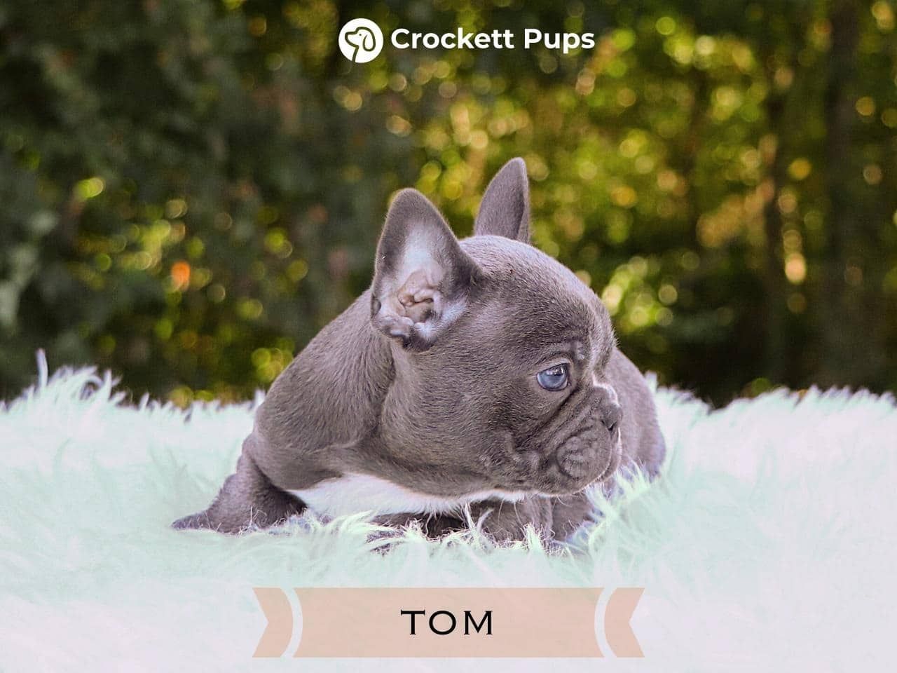 Male Frenchton Pup - Tom